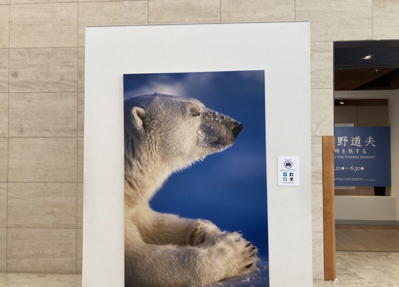 撮影可能だったシロクマの写真