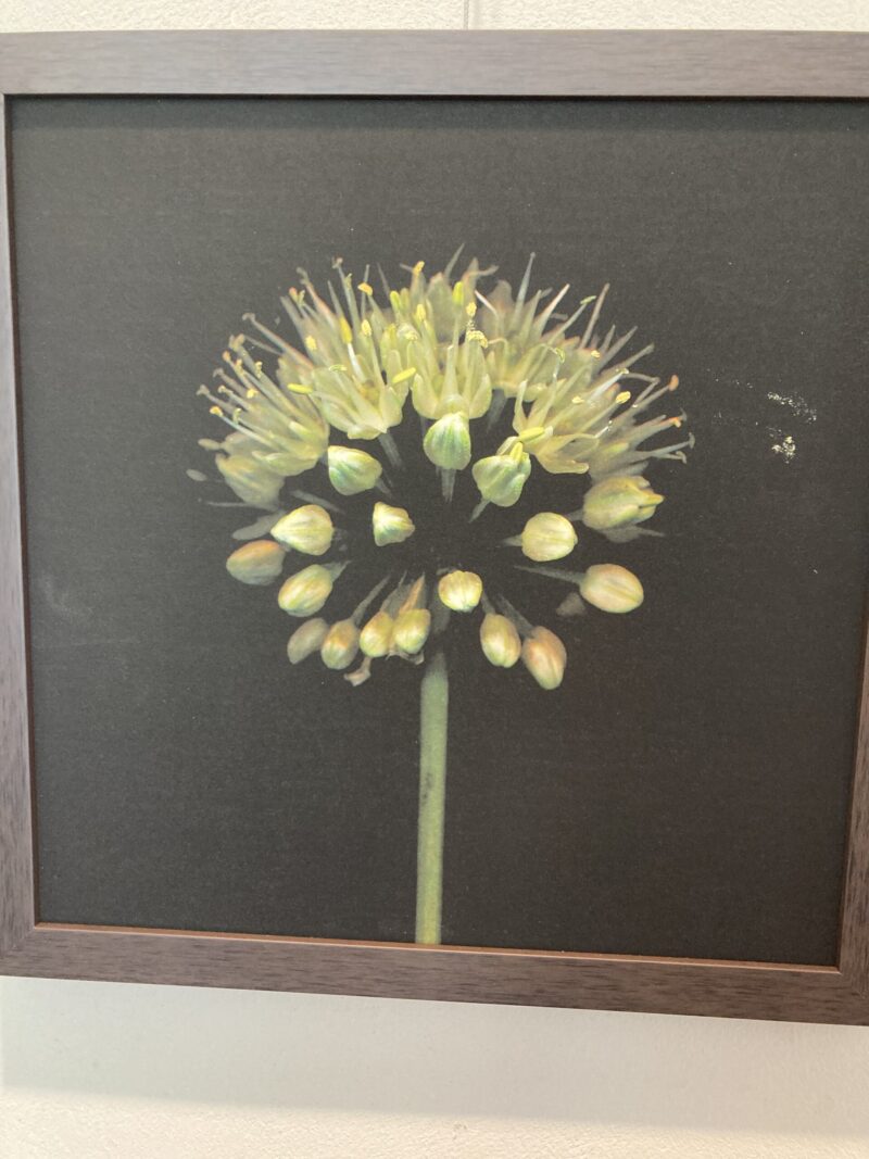 行者にんにくの花