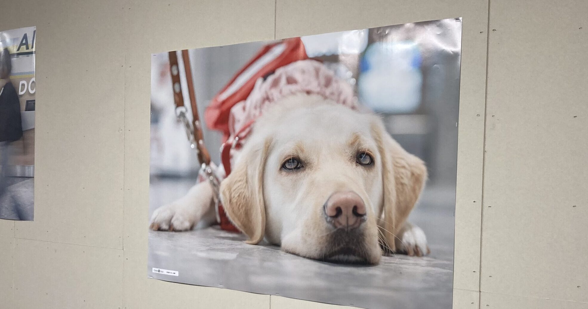 盲導犬写真展