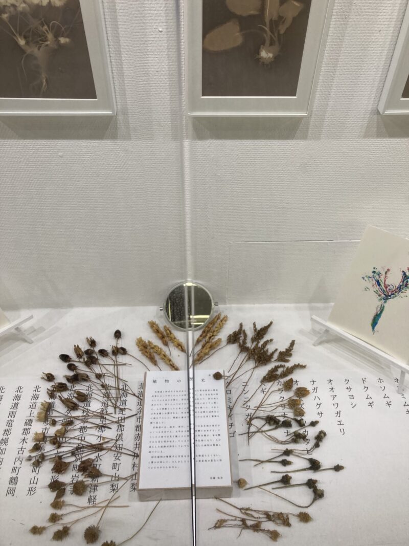 佐藤祐治の「殖物」。外来種の植物の標本と、植物の名前と入植地だったと思われる地域名が記載されている。