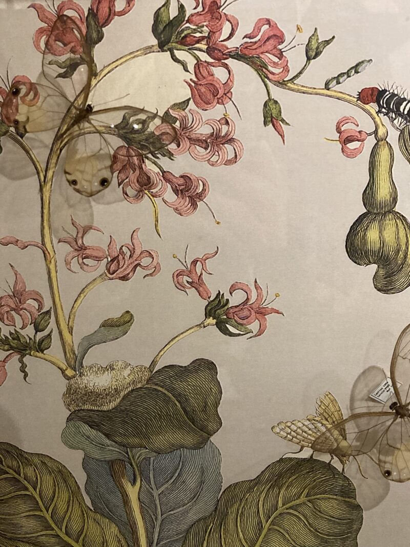 マリア・メーリアン スリナム産昆虫変態図譜 人文的昆虫展
