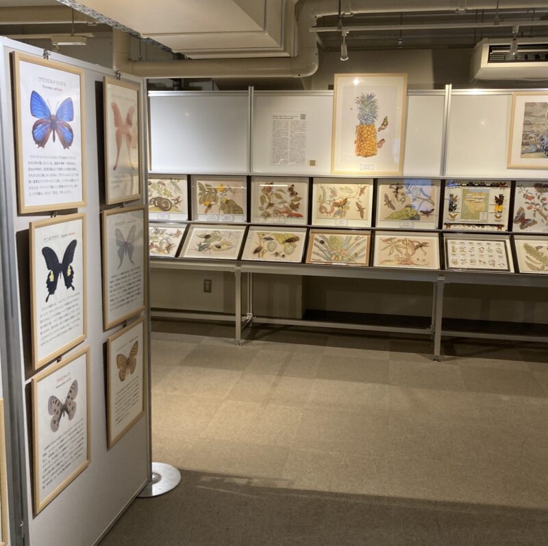 北大総合博物館 人文的昆虫展 展示風景
