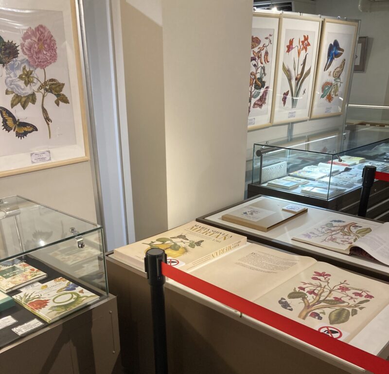 マリア・メーリアン スリナム産昆虫変態図譜 人文的昆虫展