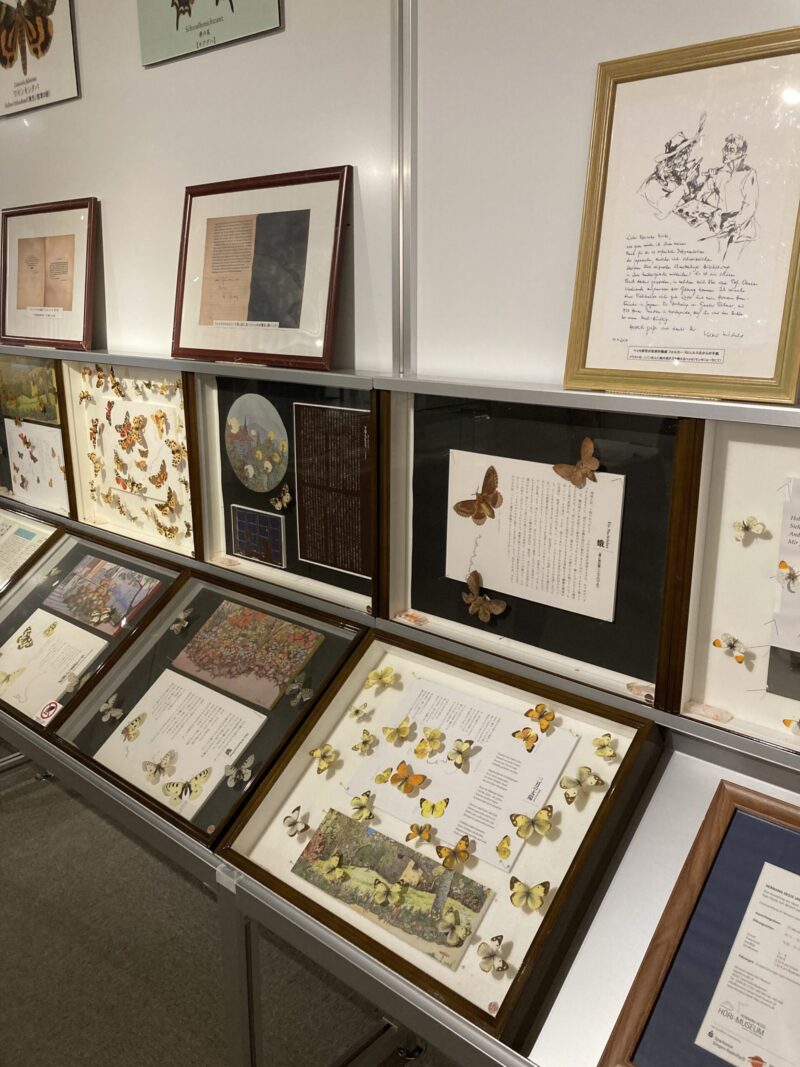北大総合博物館 人文的昆虫展 展示風景