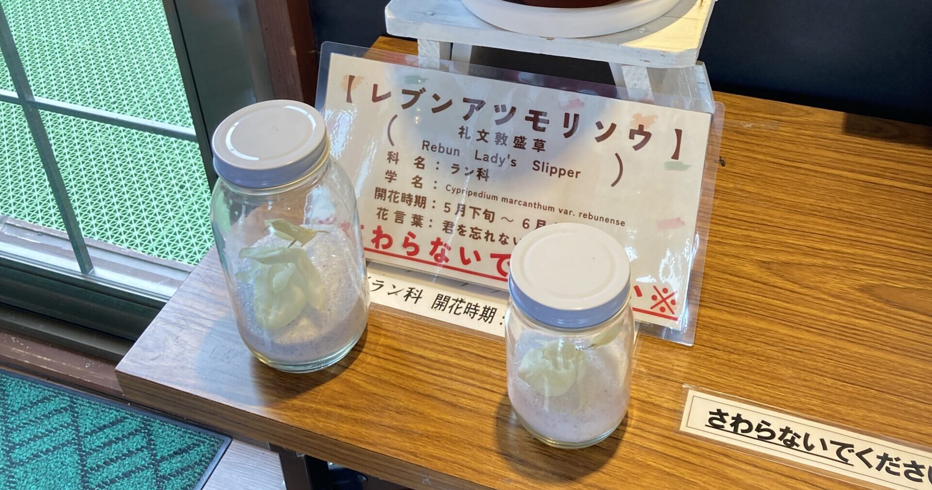 保存されたレブンアツモリソウ