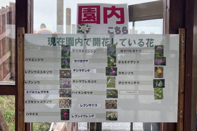 礼文島高山植物園で現在咲いている花の情報