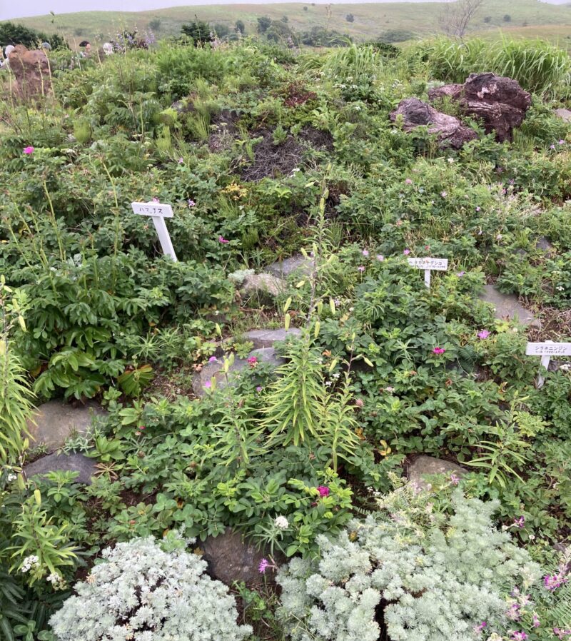 礼文島高山植物園に咲く高山植物