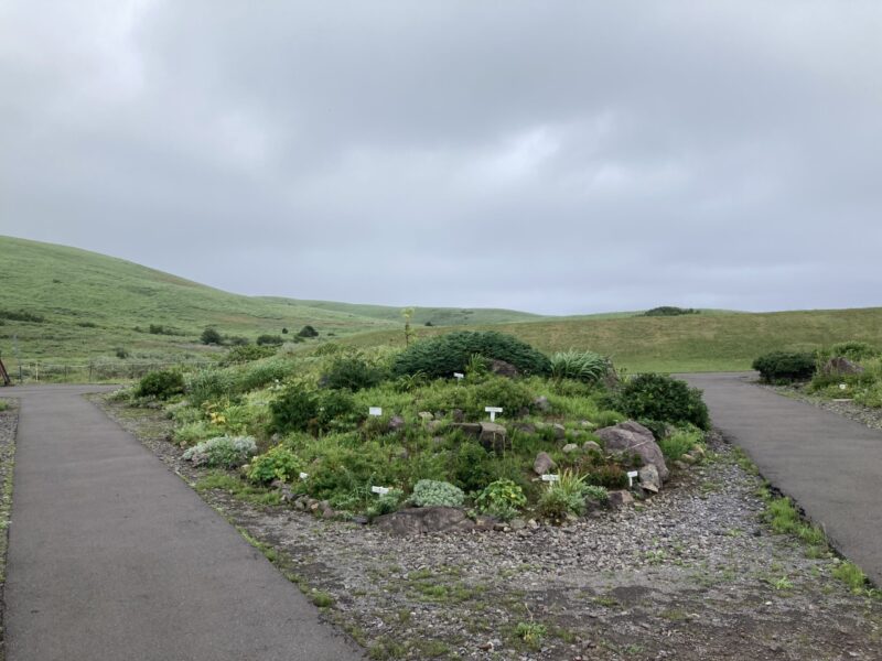 礼文島高山植物園の園内