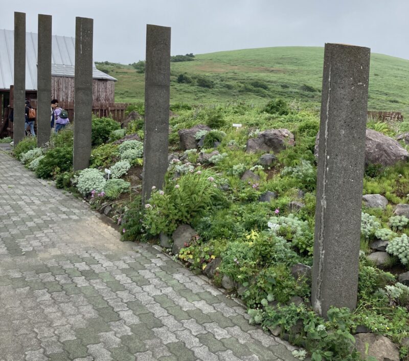 礼文島高山植物園園内
