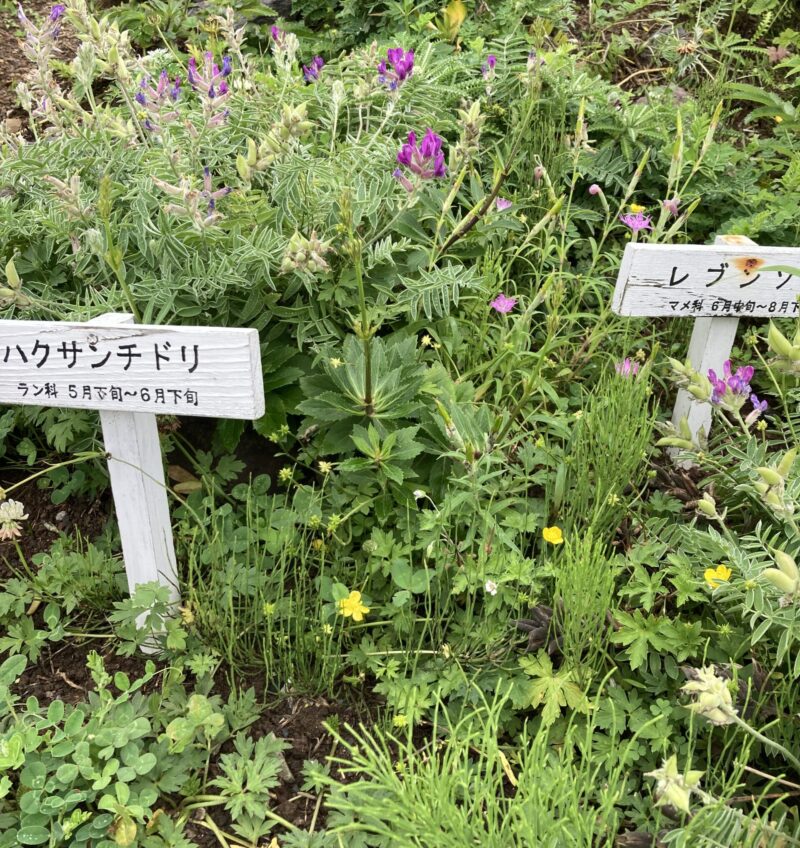 礼文島高山植物園に咲く高山植物