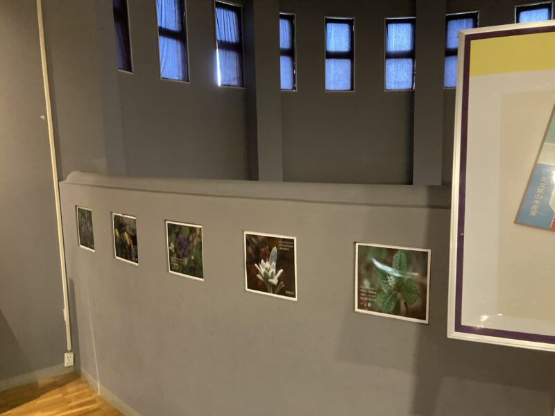 礼文島に咲く花の写真