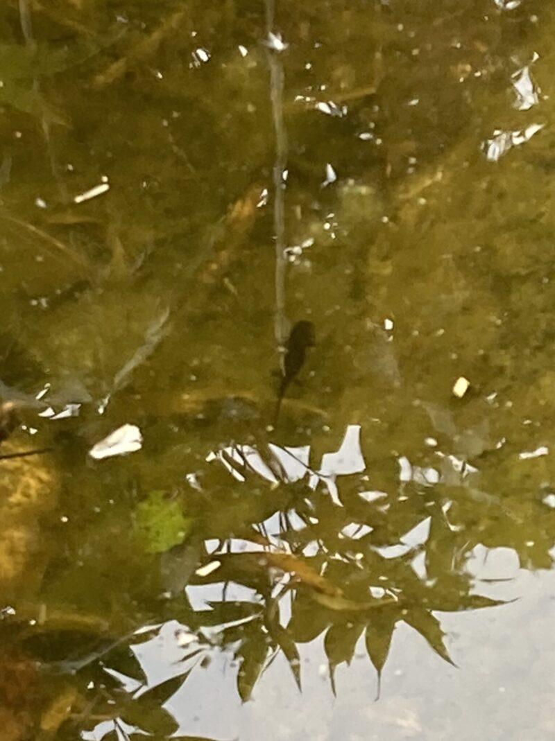 大雪山黒岳5合目駅付近にいたエゾサンショウウオの幼生