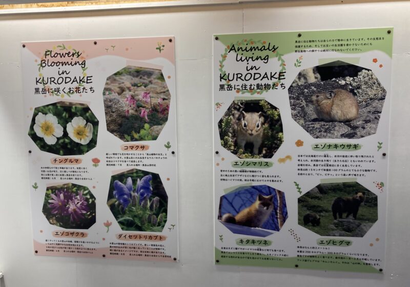 大雪山黒岳の植物や動物の解説パネル