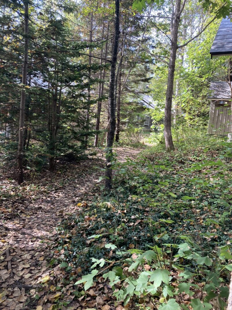 ギャラリーまでの森の中の小道