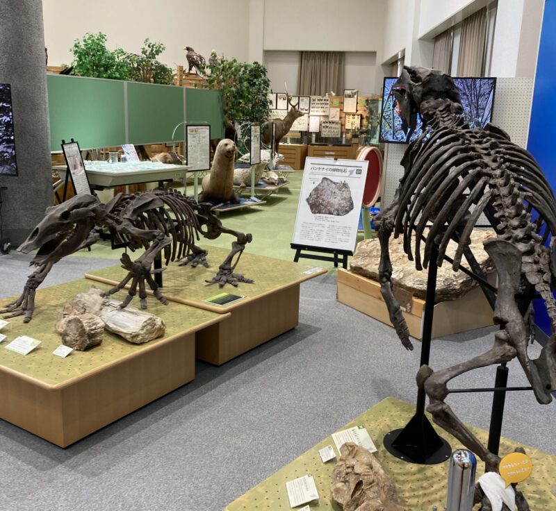 北海道枝幸町オホーツクミュージアムえさしの展示室風景