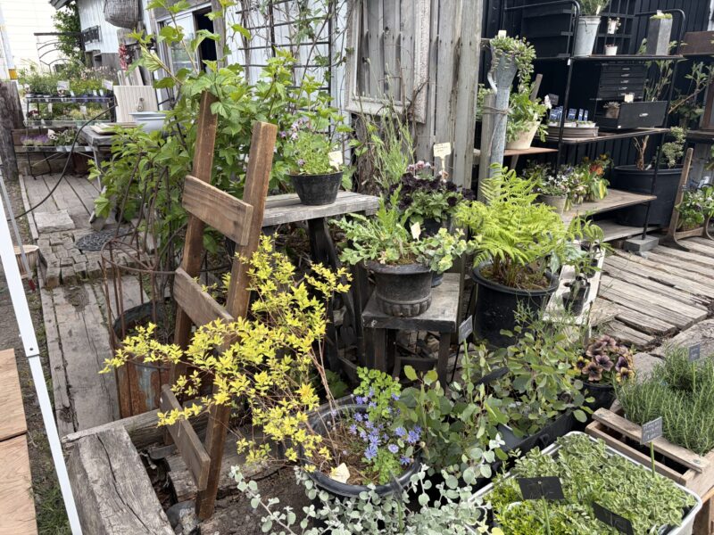 川の大雪通に面したアンティークショップantiques_softenの植物イベント