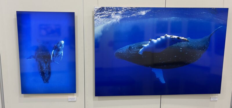 美幌博物館、前川貴行写真展、展示風景